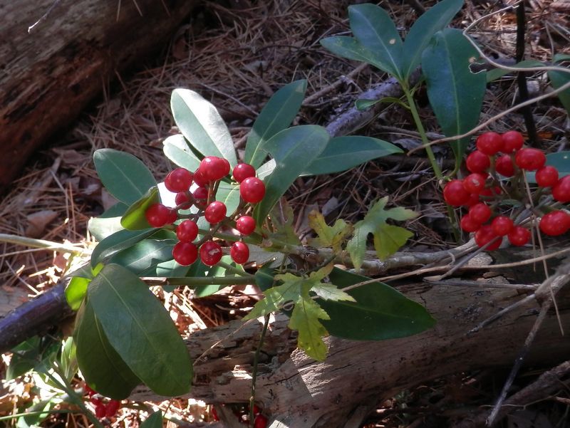真っ赤なツルシキミの実