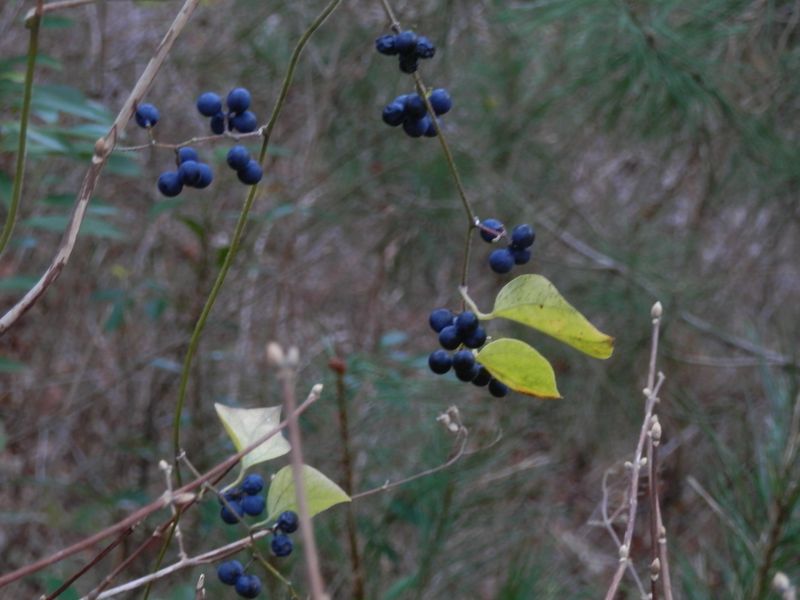 南高尾山稜 -- 藍色の実は、アオツヅラフジかな？