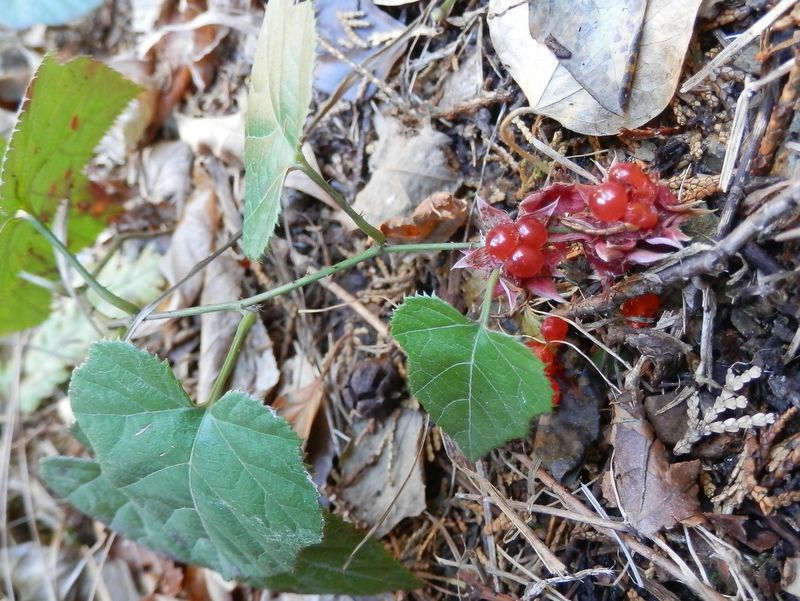 南高尾山稜 -- ミヤマフユイチゴでしょうか