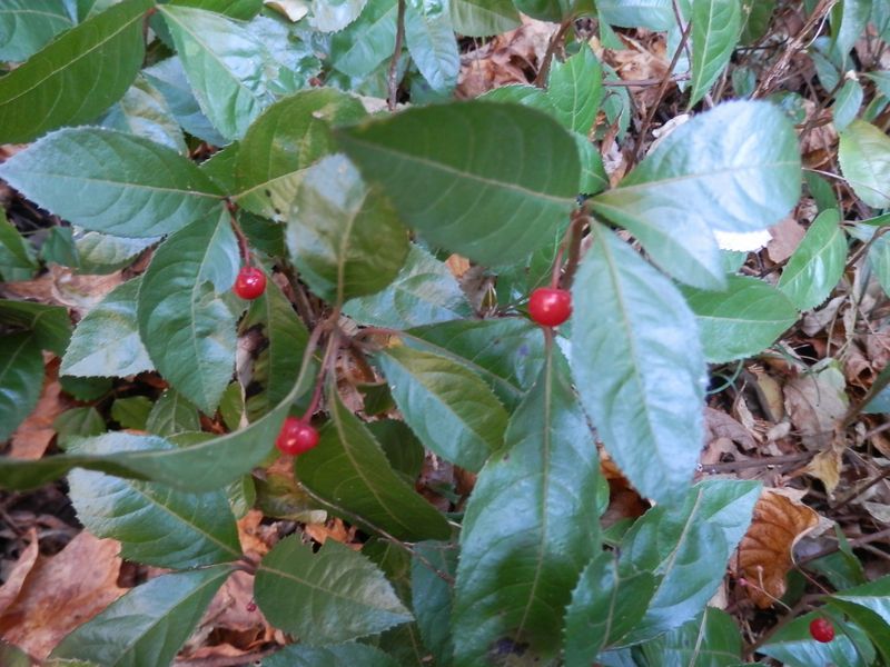 南高尾山稜 -- ヤブコウジ