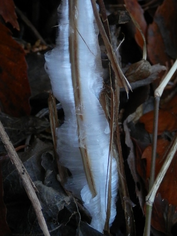 南高尾山稜 -- 大洞山のシモバシラ(1)