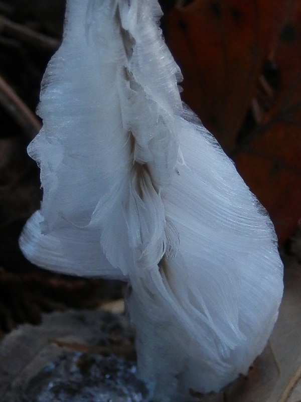 南高尾山稜 -- 大洞山のシモバシラ(2)