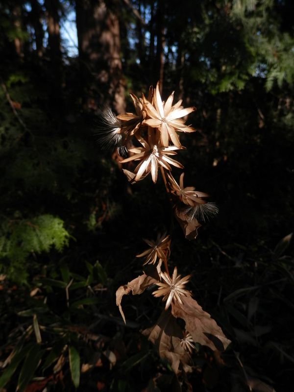 南高尾山稜 -- 天然のドライフラワー