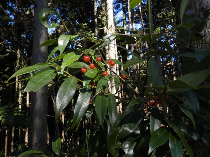 pc240237.jpg (large)