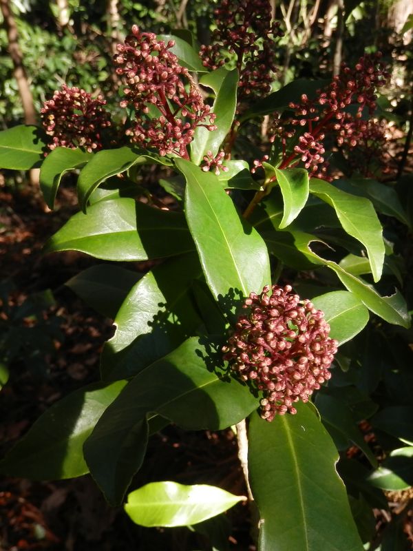 南高尾山稜 -- つぼみをびっしりと備えた、ミヤマシキミ