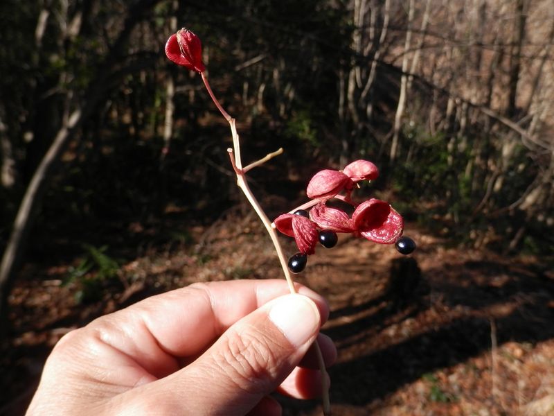 南高尾山稜 -- ゴンズイの実は、赤と黒