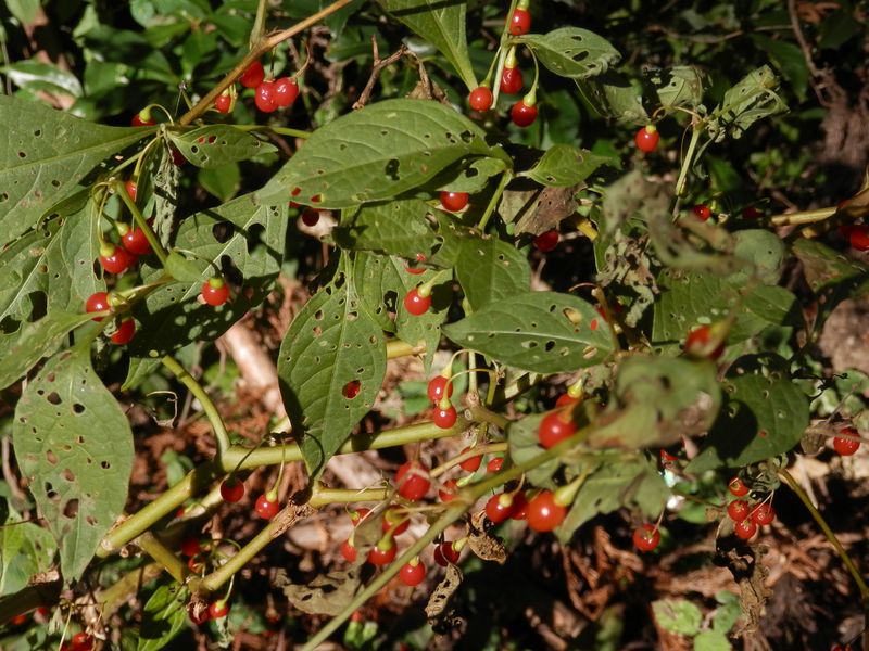南高尾山稜 -- ハダカホオズキ