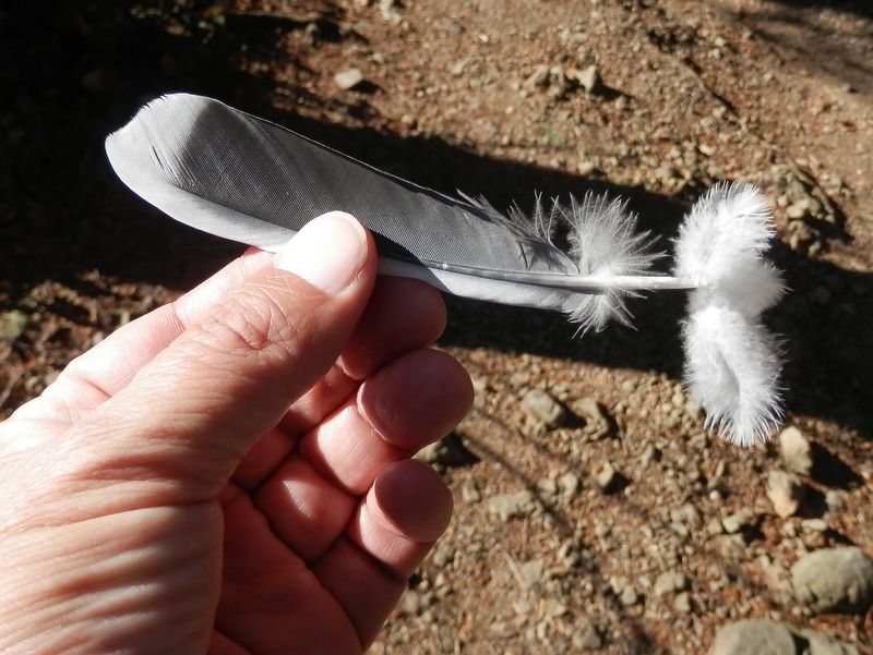 南高尾山稜 -- この羽根の持ち主は、猛禽に襲われたのかも知れない