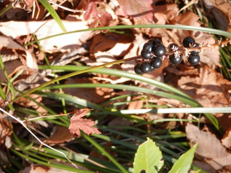 南高尾山稜 -- 真っ黒な実を着ける、ヤブラン