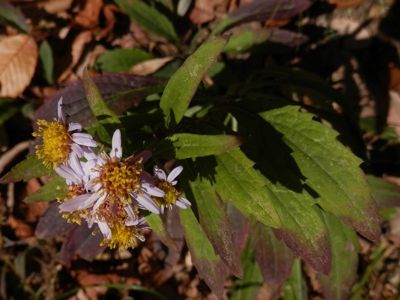 南高尾山稜 -- ノコンギクの咲き残りか
