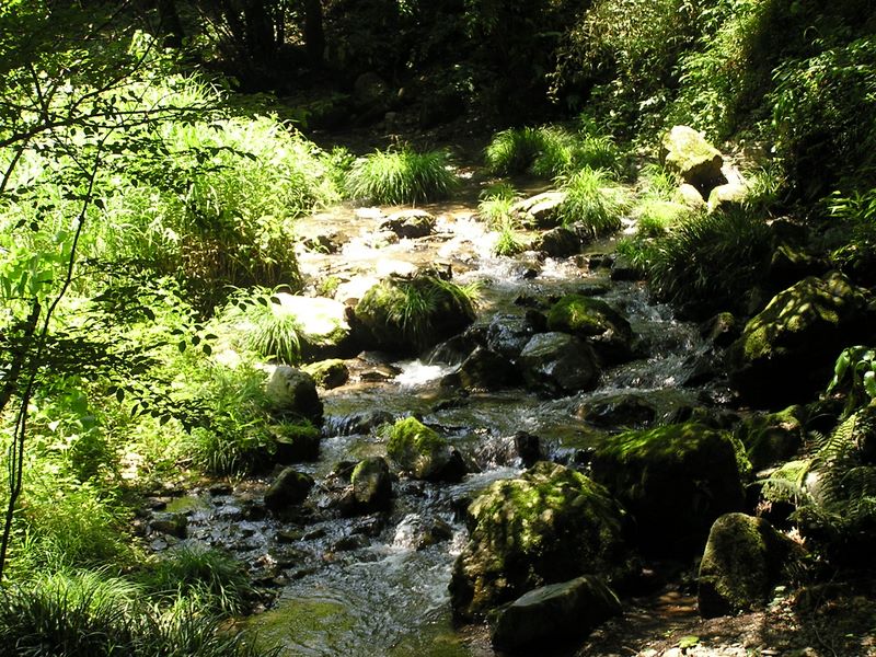 高尾山・いろはの森 -- 日影沢の清流