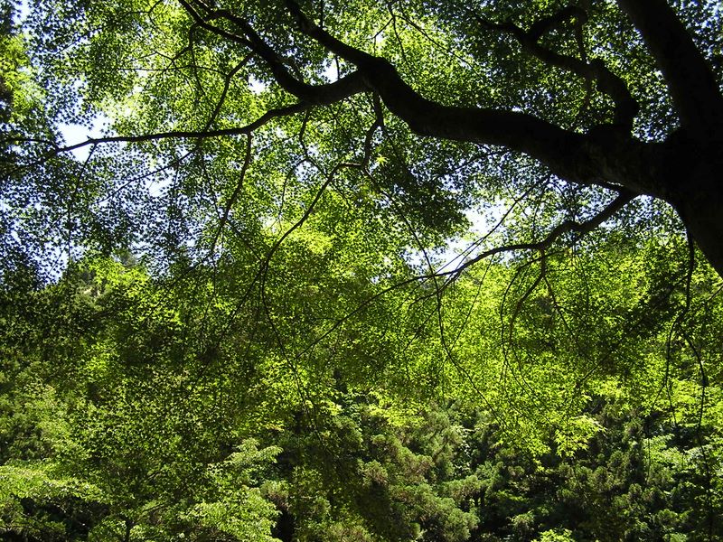 高尾山・いろはの森 -- 『い』　いの一番は、いろはもみじ