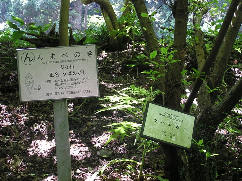 高尾山・いろはの森 -- 『ん』をどうするのかと思ったら、んまべのき（ウバメガシ）と来た