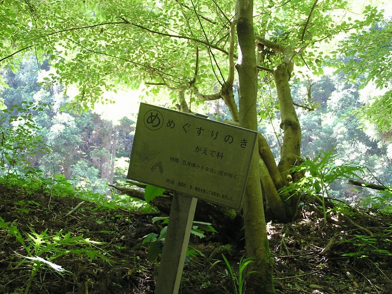 p6229593.jpg (large)