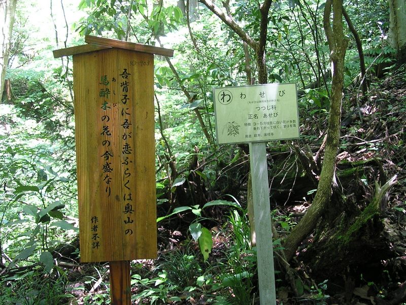 高尾山・いろはの森 -- 『わ』　わせび　アセビ