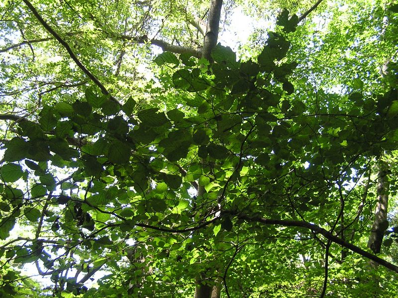 高尾山・いろはの森 -- 『つ』　つのはしばみ