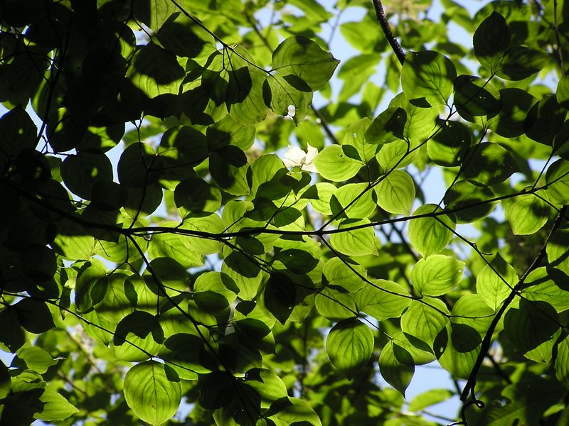 高尾山・いろはの森 -- 『や』　やまぼうし
