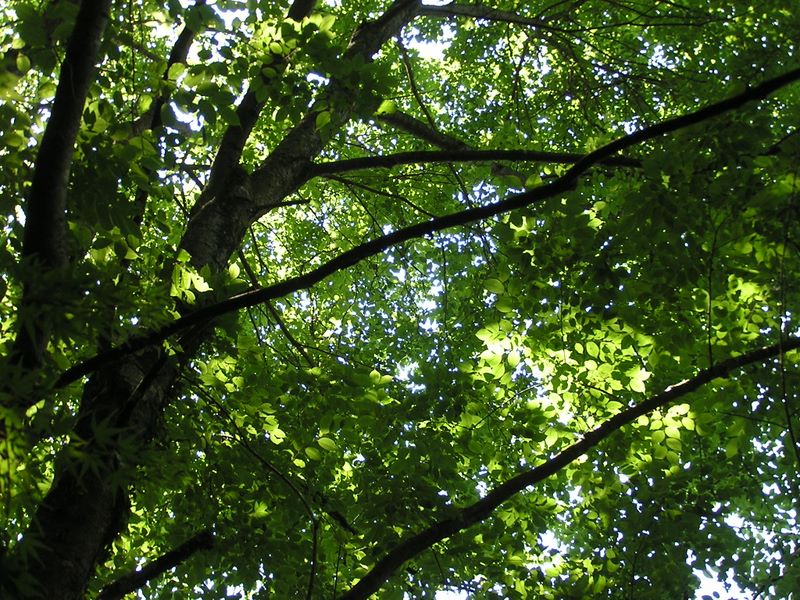 高尾山・いろはの森 -- 『う』　うわみずざくら