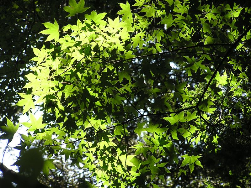 高尾山・いろはの森 -- 『ゑ』　えんこうかえで