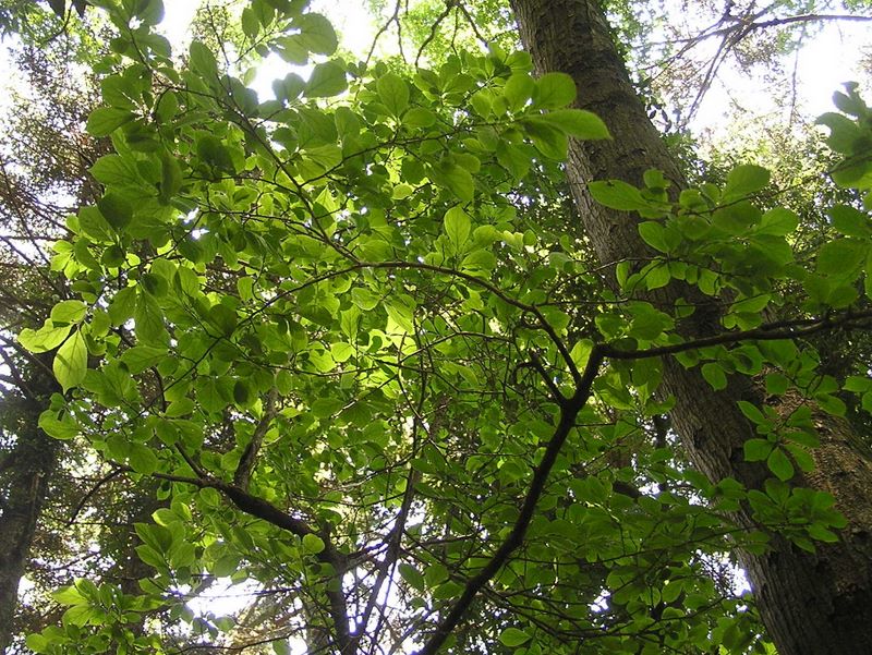 高尾山・いろはの森 -- 『る』　るりみのうしころし