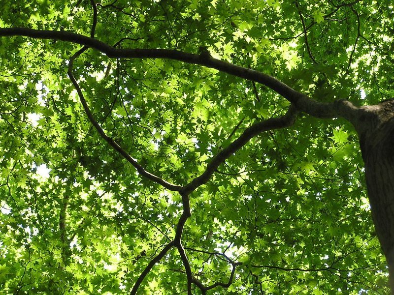 高尾山・いろはの森 -- 『を』　おおもみじ