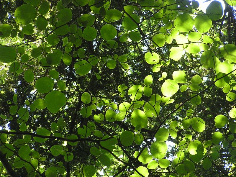 高尾山・いろはの森-- 『は』　はくうんぼく