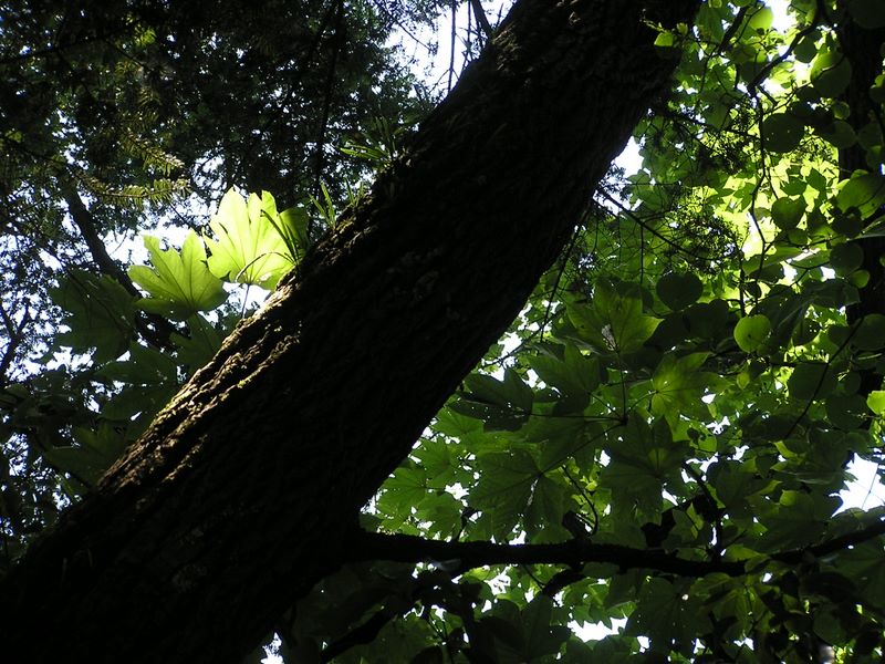 高尾山・いろはの森 -- ハリギリ