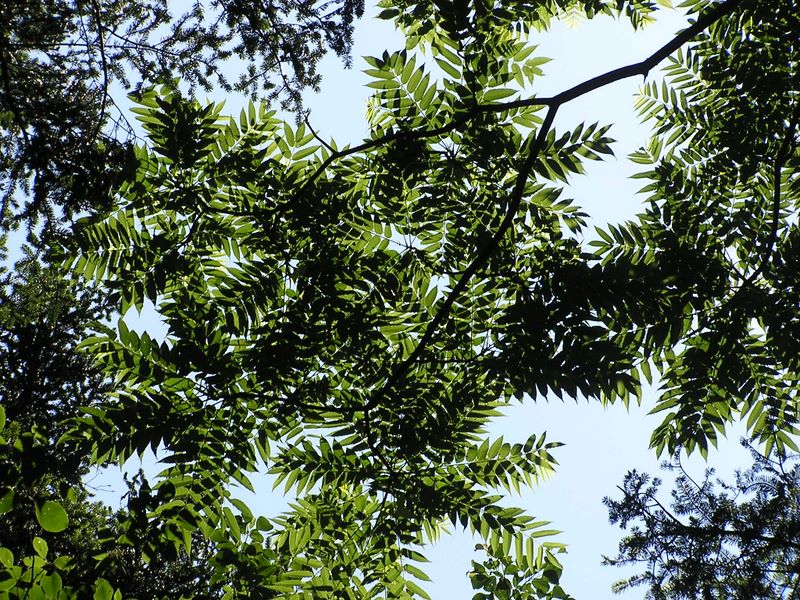 高尾山・いろはの森 -- カラスザンショウ