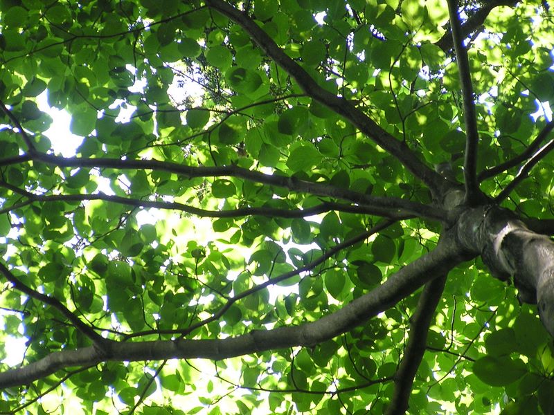 高尾山・いろはの森 -- ミズキ