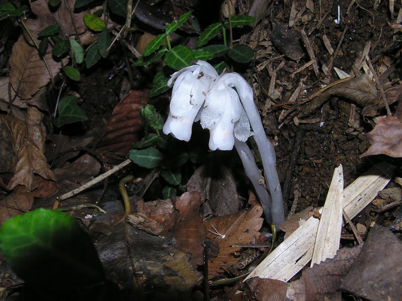 高尾山・いろはの森 -- ギンリョウソウ