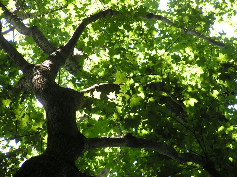 高尾山・いろはの森 -- 『ゐ』　いたやかえで
