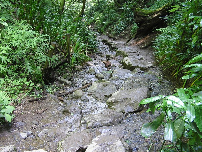 高尾山・いろはの森・六号路 -- ６号路の飛び石