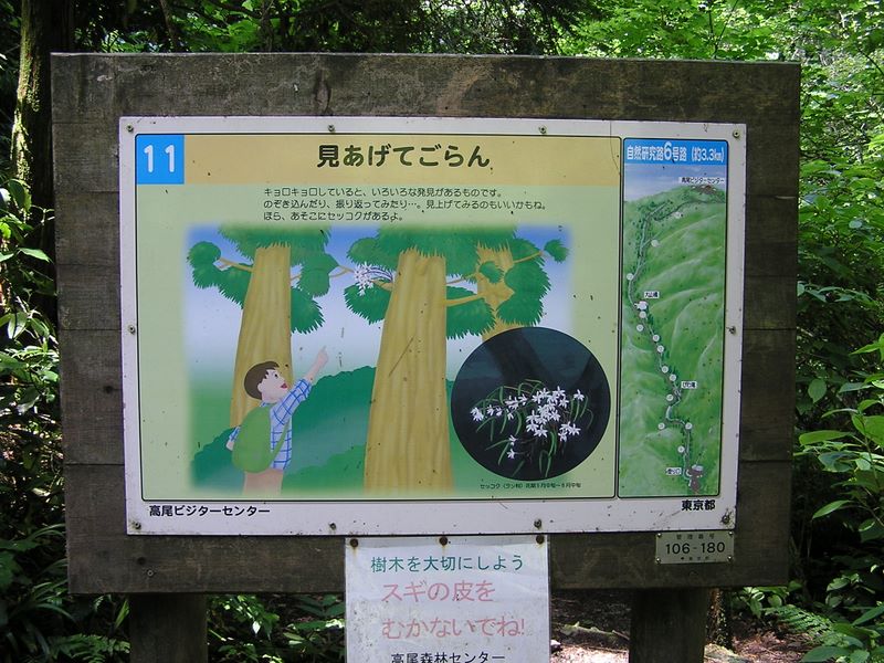 高尾山・いろはの森・六号路 -- 大山橋のベンチの横で真上を見上げるとセッコクが咲いている