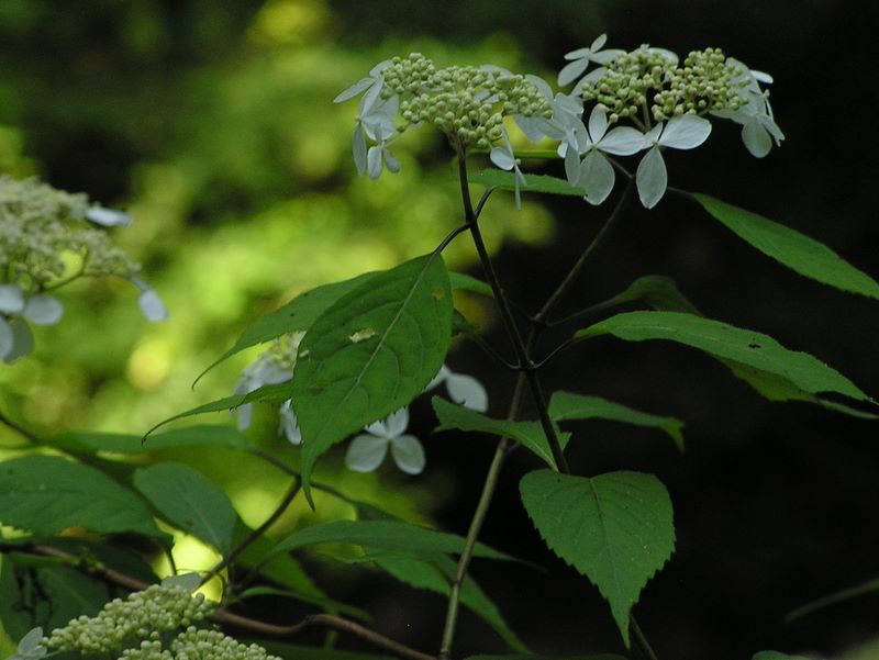 高尾山・いろはの森・六号路 -- ヤマアジサイの一種 