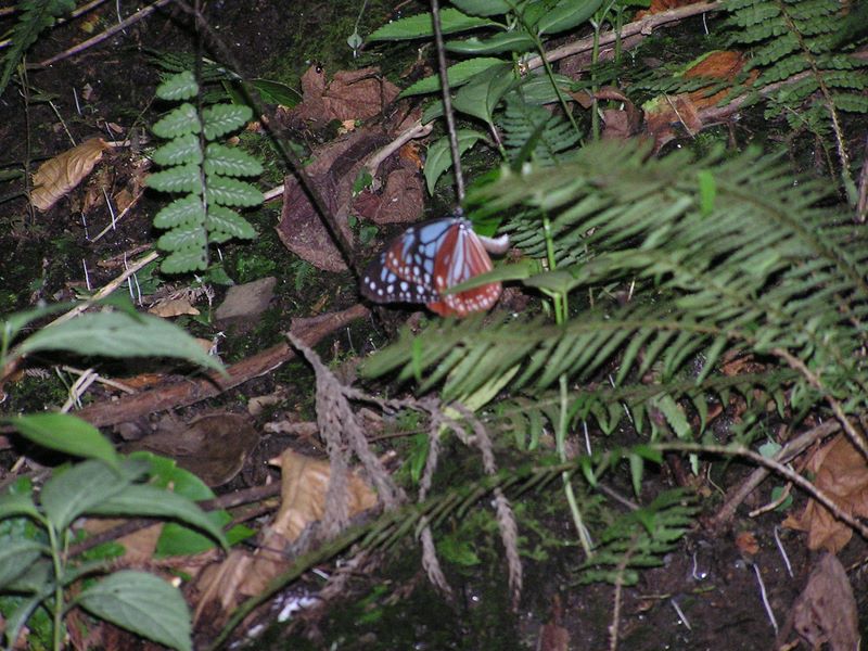 高尾山・いろはの森・六号路 -- アサギマダラの産卵