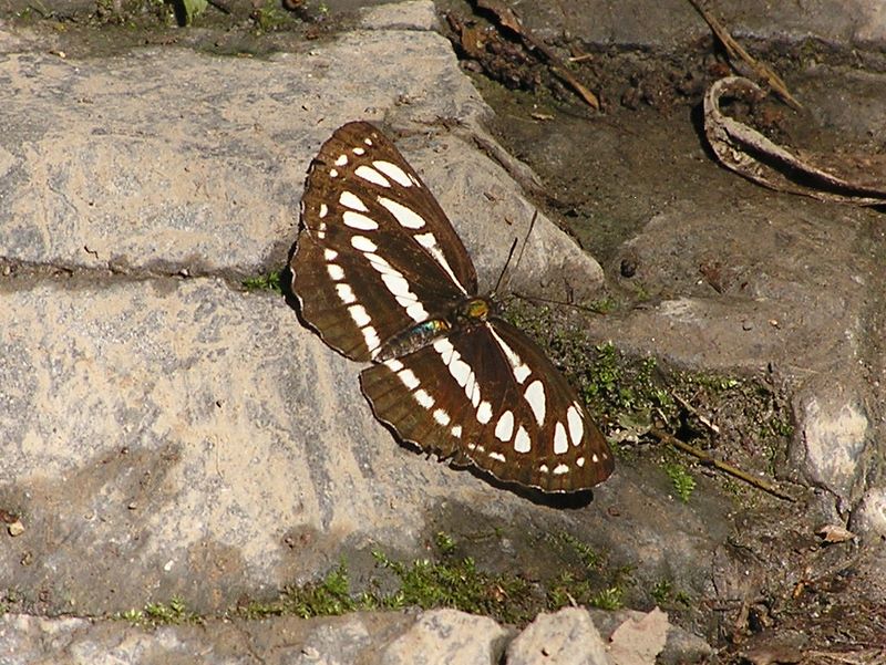 高尾山・いろはの森・六号路-- コミスジ