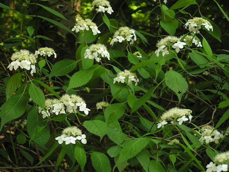 高尾山・いろはの森・六号路 -- ヤマアジサイの一種