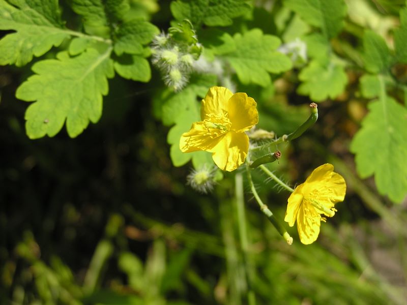 高尾山・いろはの森・六号路 -- クサノオウ