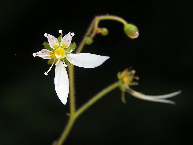 高尾山・いろはの森・六号路 -- ユキノシタ