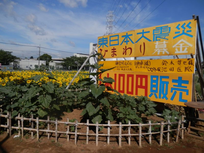 ひまわり募金の畑