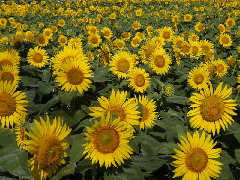 ひまわり募金の畑