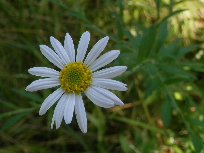 たぶんヨメナかな。
