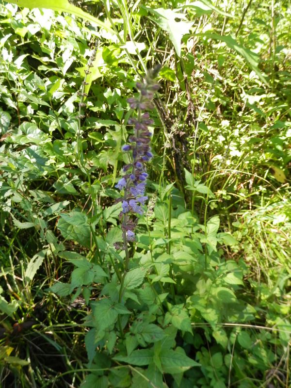 アキノタムラソウ