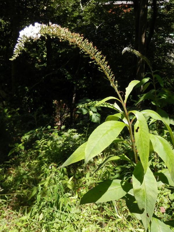 この時期のオカトラノオ