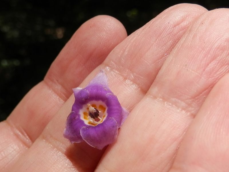 イワタバコの花を拾う