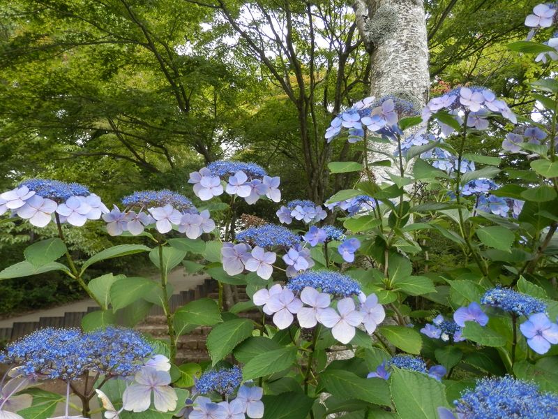 ガクアジサイ