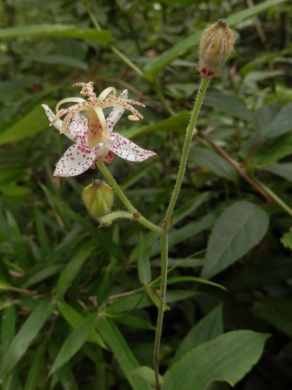 ヤマホトトギス