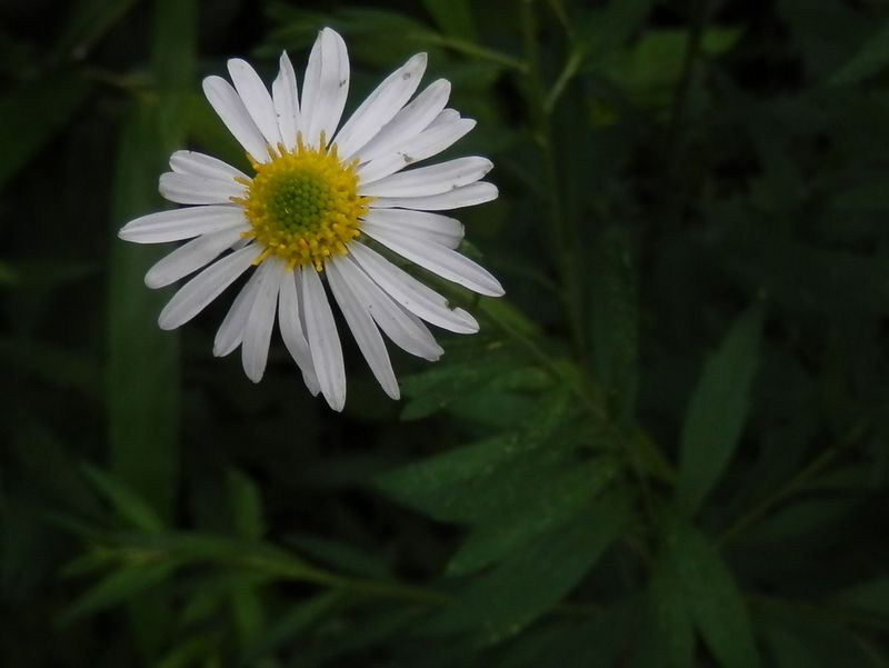 やはりヨメナかな