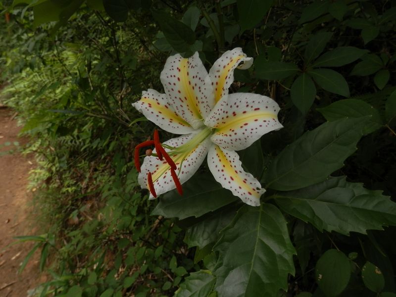 強い香りを放っていたヤマユリ