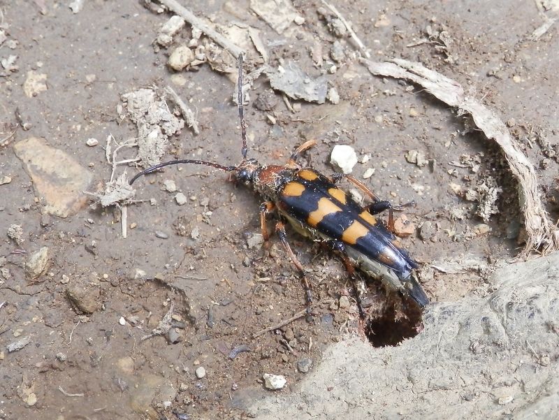 ヨツスジハナカミキリ